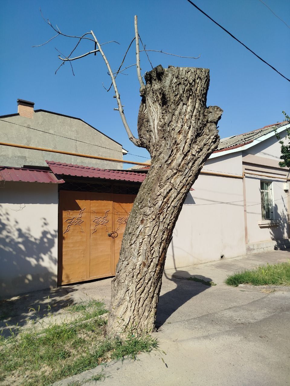 Продается дерево