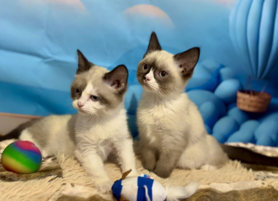 Рагдол    Регдол