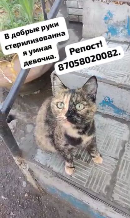 В добрые руки кошечек