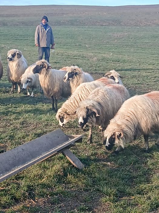 18 oi de vanzare si tinere din care 5 mai vechi