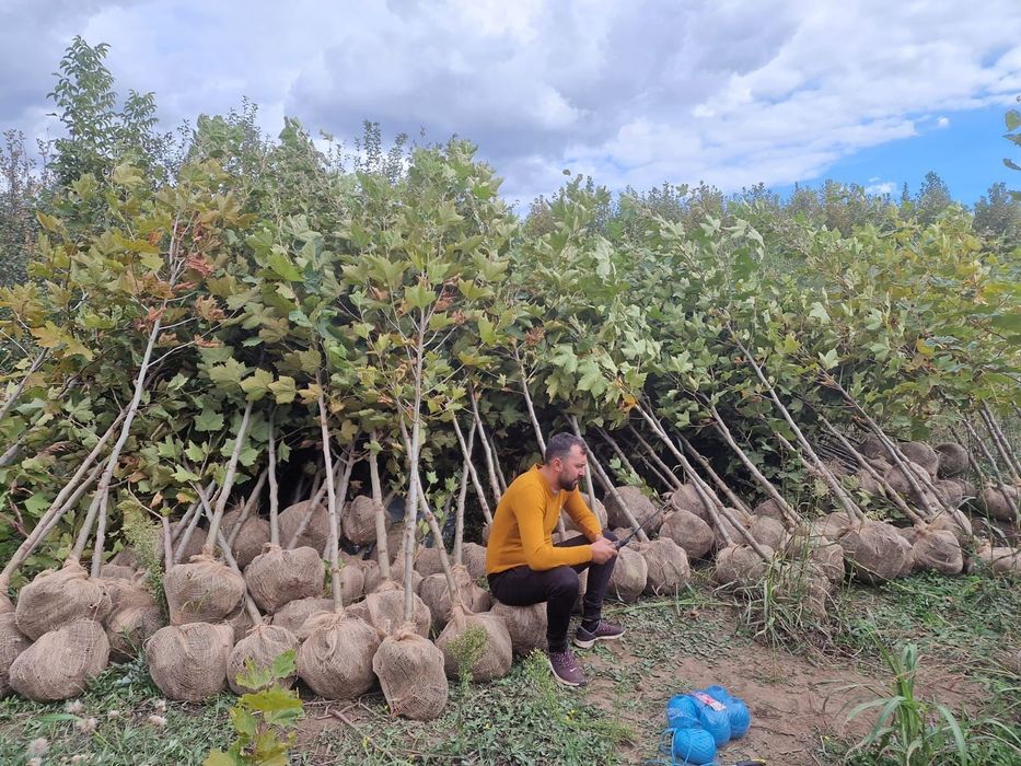 Platan calitate extra toate dimensiunile Transport gratuit