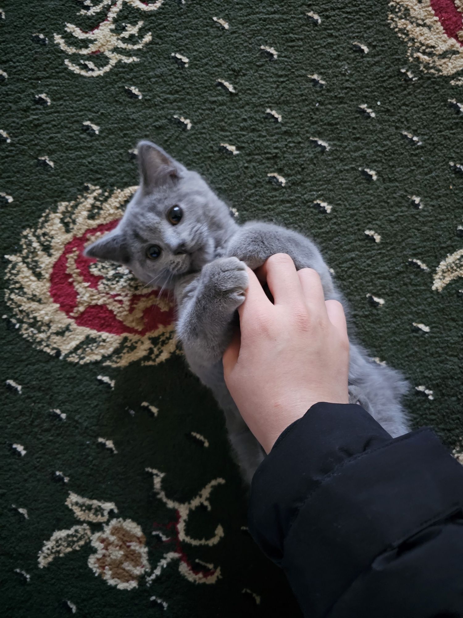 Коротко шёрстый британец котик
