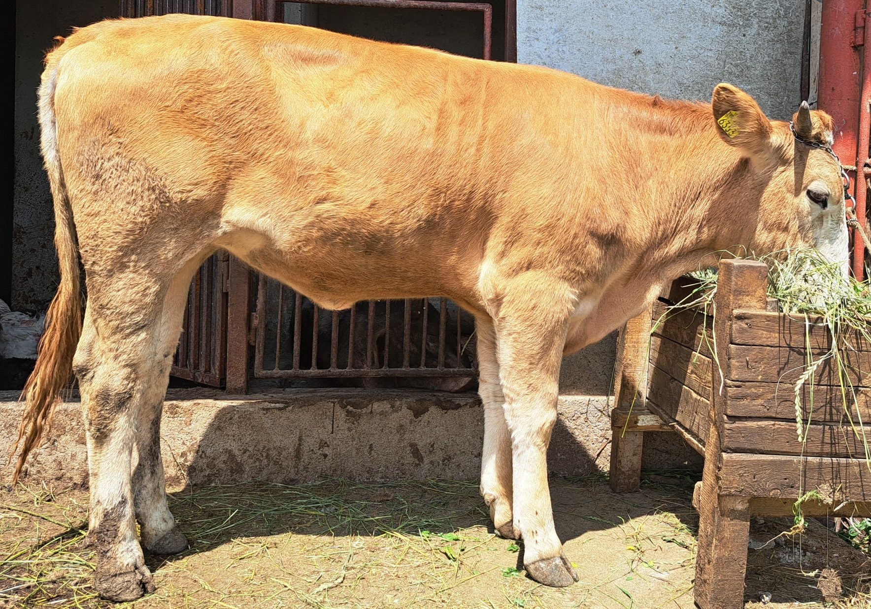 Vând vițea tânără