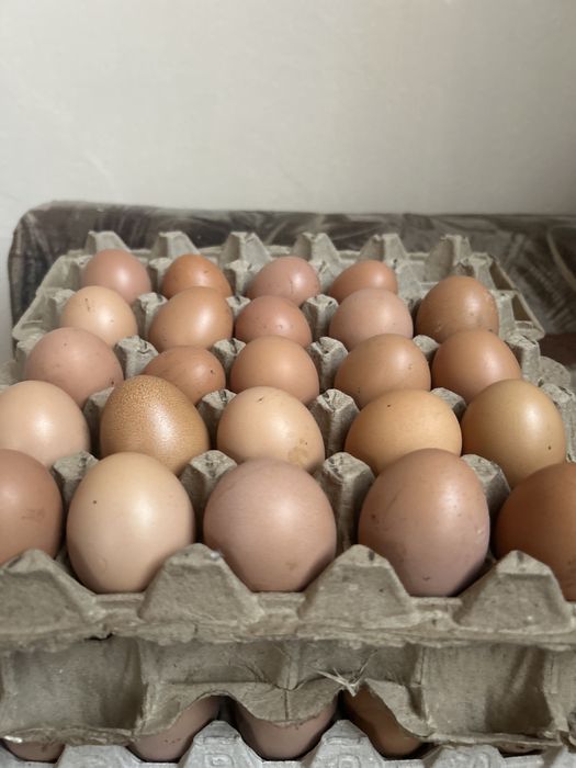 Продам домашнее яйцо