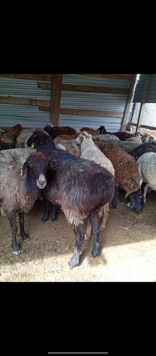 Продам баранов    .
