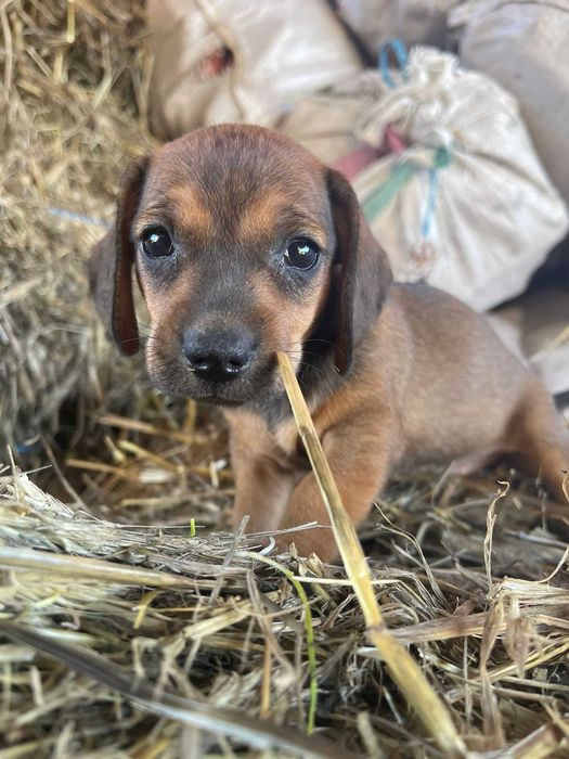 Cățeluș teckel/dachshund