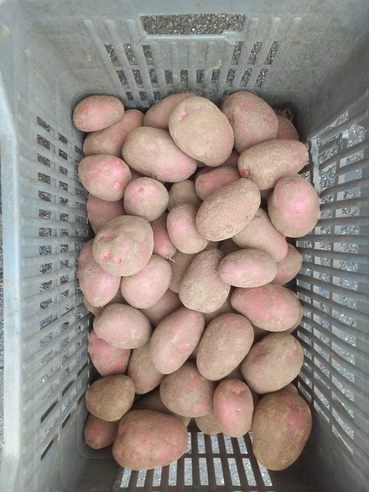 Vand cartof rosu,import Franta