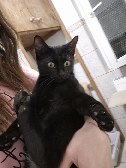 Nola, pisica care adora sa stea in brate