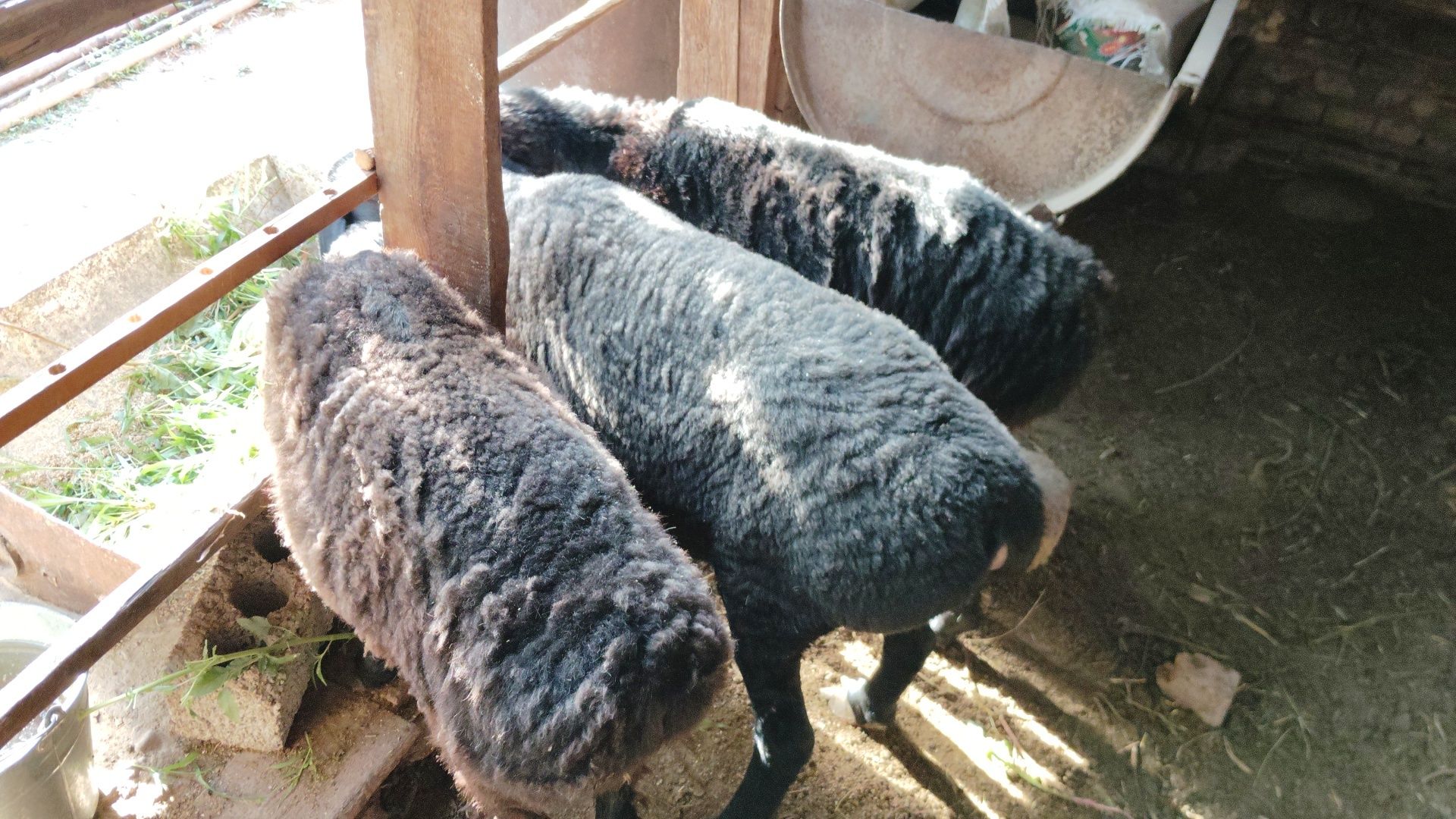 Egizchi qo'ylar sotiladi