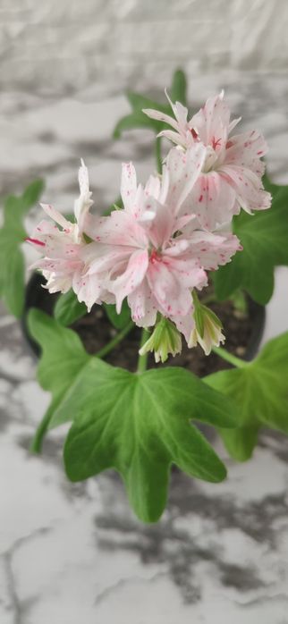 Пеларгония стеллар