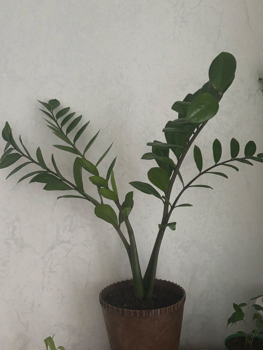 Растение замиокулькас (Zamioculcas), еще именуют долларовым деревом