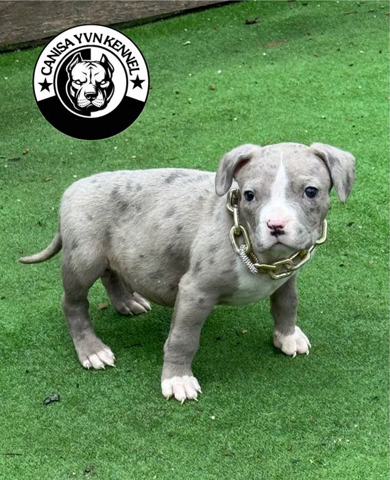Mascul amstaff blue merle