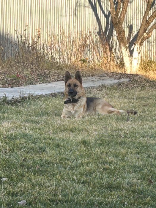 Продам  немецкую овчарку только в хорошие руки