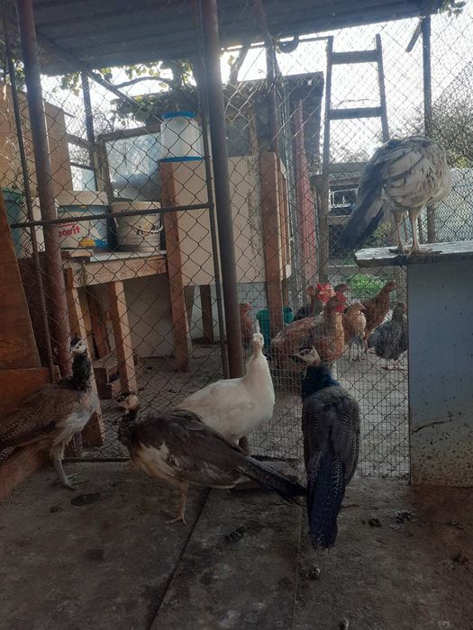 Пауни малки мъжки и женски