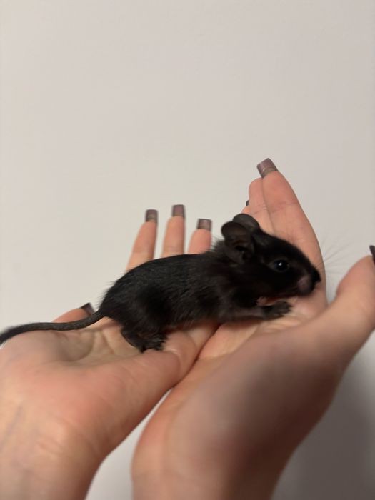 veveriță degu domestică