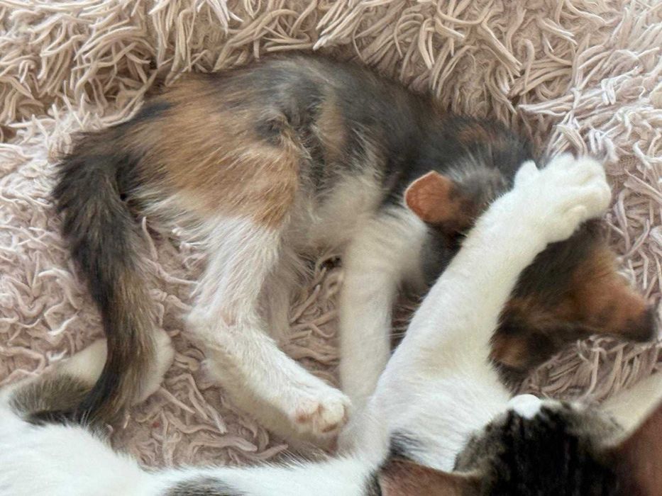 Adoptie pisicuta - ia ma acasa si te voi iubi neconditionat