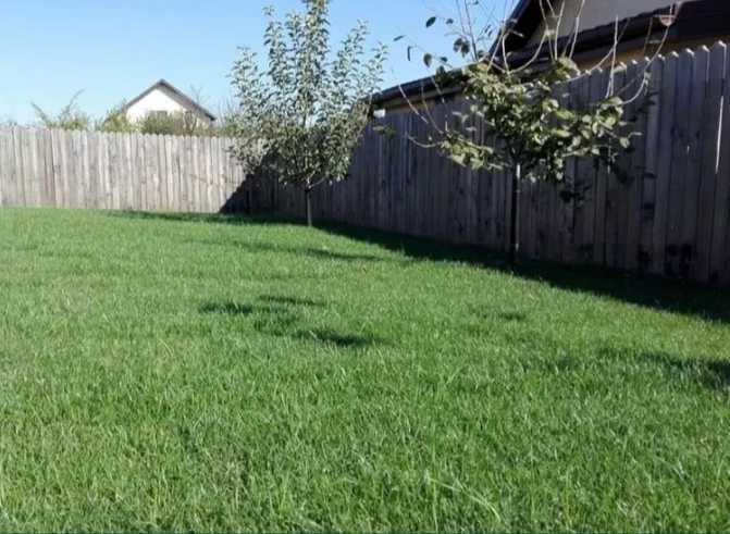 Gazon perfect din prima zi – rulou, irigație, montaj
