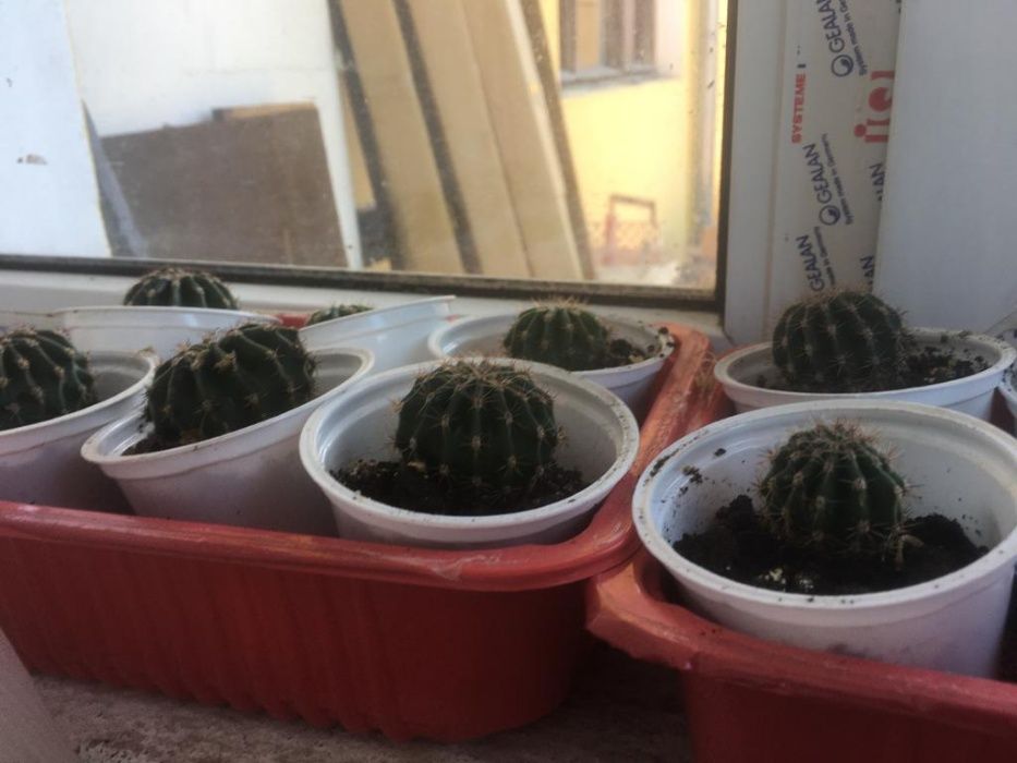 plante: baby cactusi, suculente mici