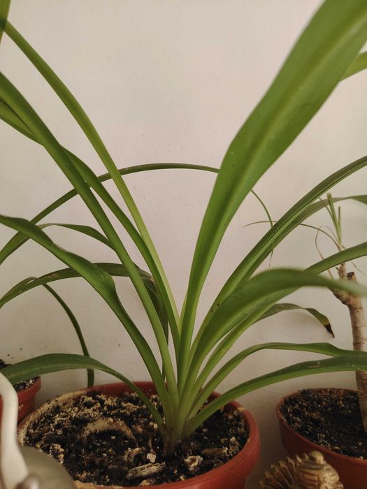 Flori: yucca, sansiveria, trandescantia. Trimit in tara.