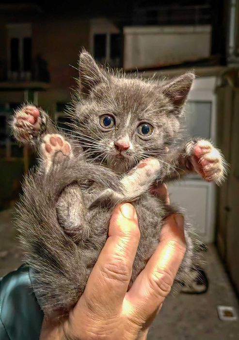 Котeта Бети, Сали, Джими и Мери в търсене на любящи стопани