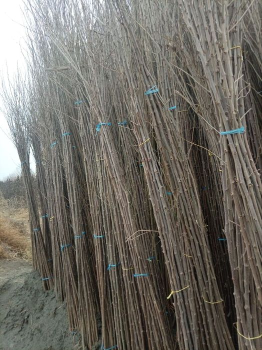 Тут кочатлар сотувда