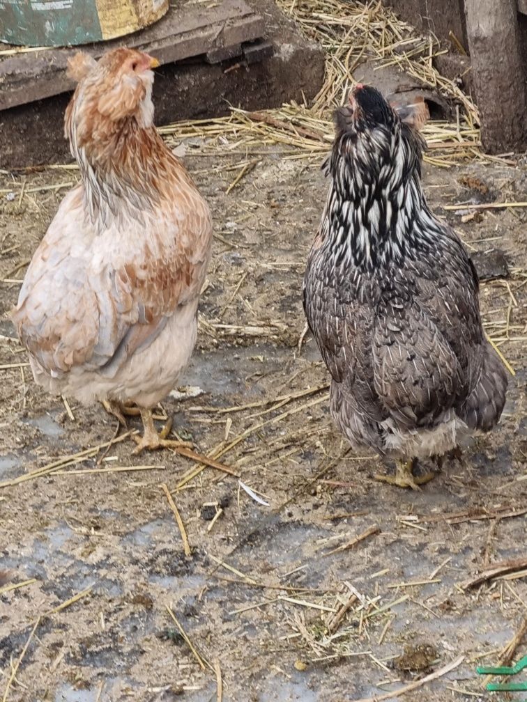 Gaini mii de flori și araucana care fac oua verzi