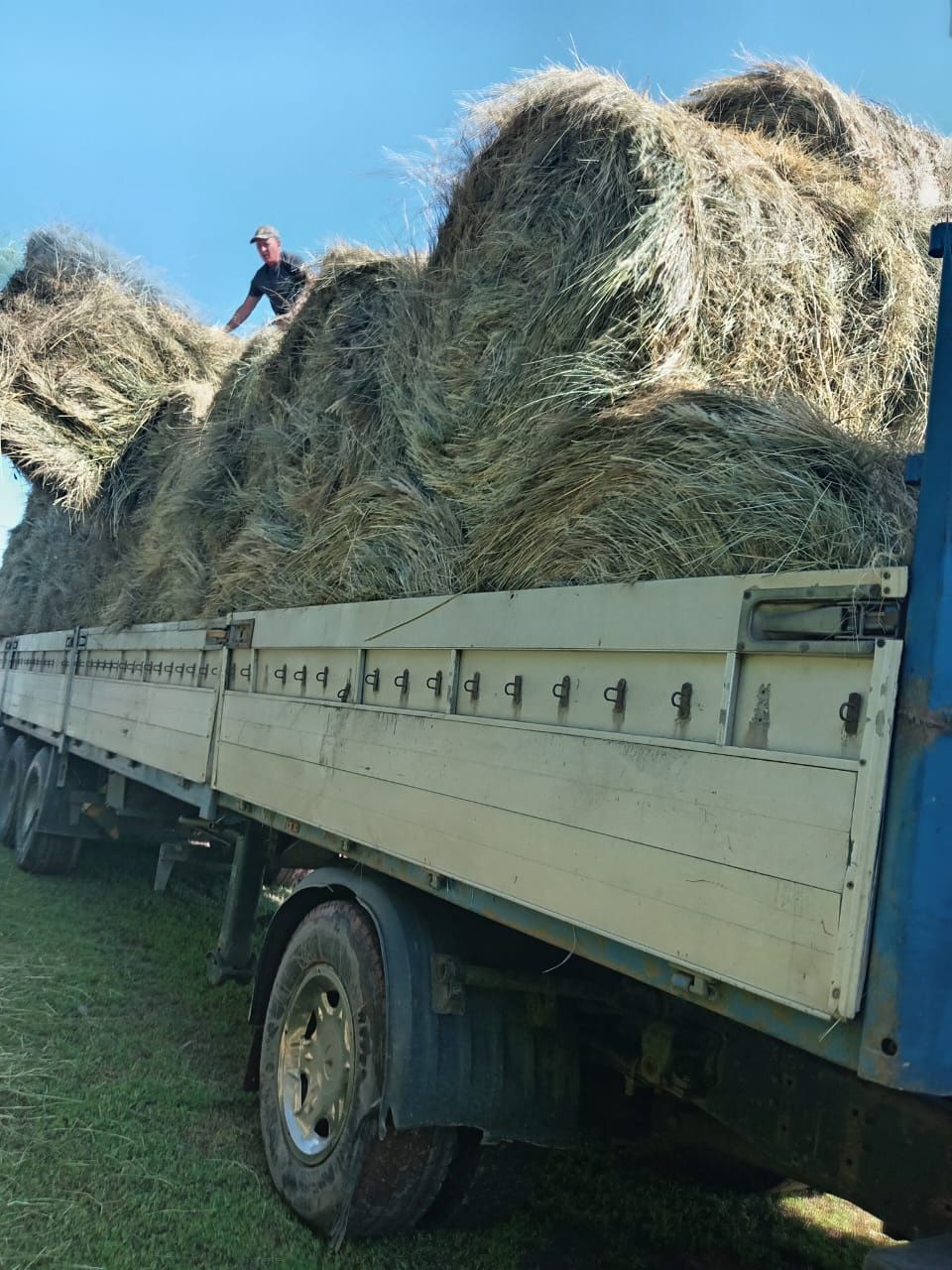 Продаётся сено разнотравье вперемешку пырей с доставкой по акмолинской