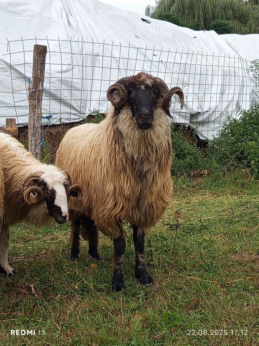 Vând schimb berbec bucălău mior