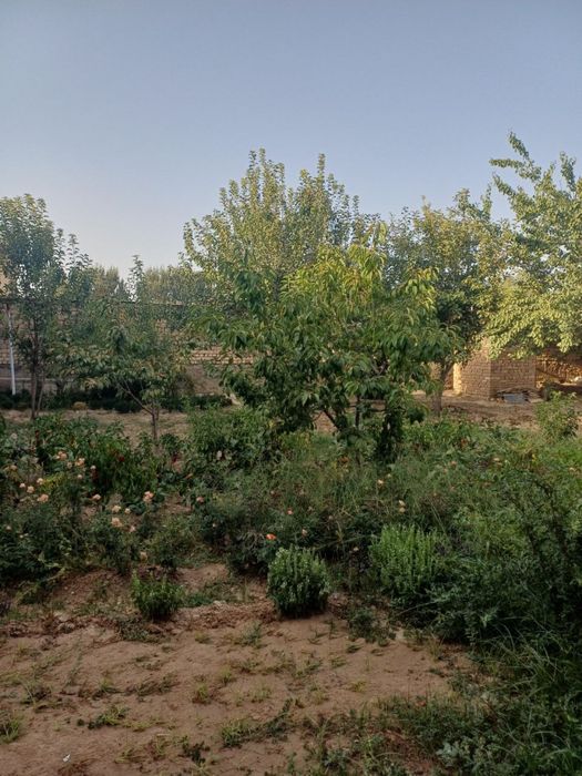 Ховли сотилади Маданиятда