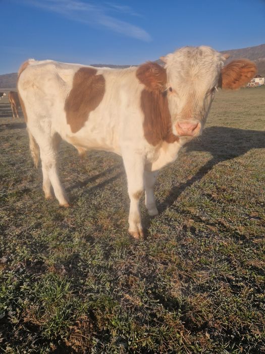 Taurasi și vițele de vânzare