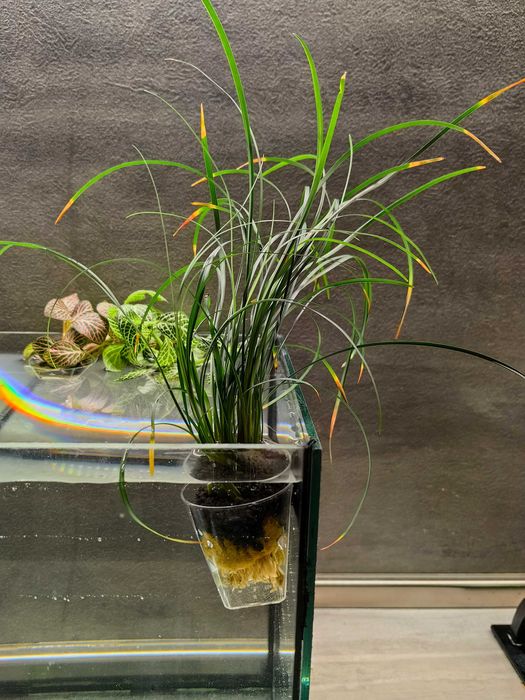 Растения за аквариум в саксия