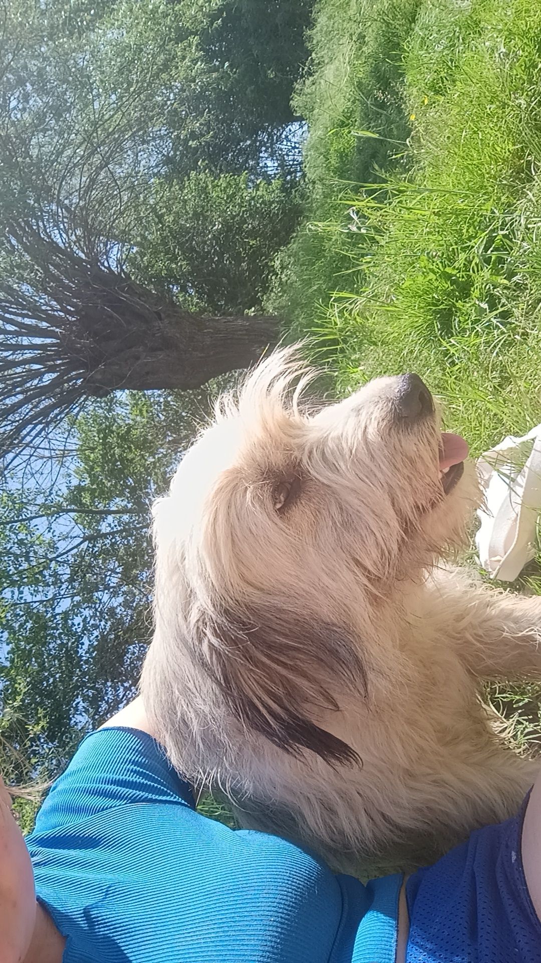 Spre adopție cățel de mioritic talie medie