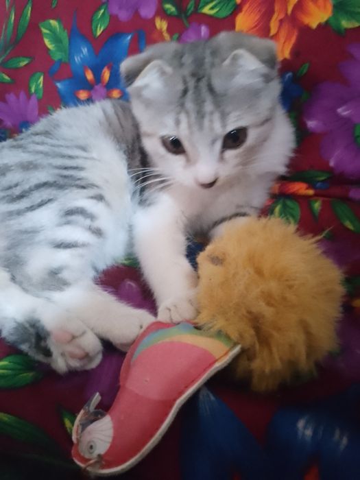 Породистый домашний котенок.