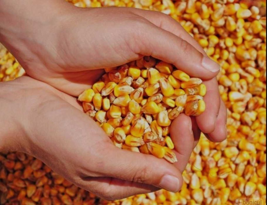 Vând porumb cultura 2025