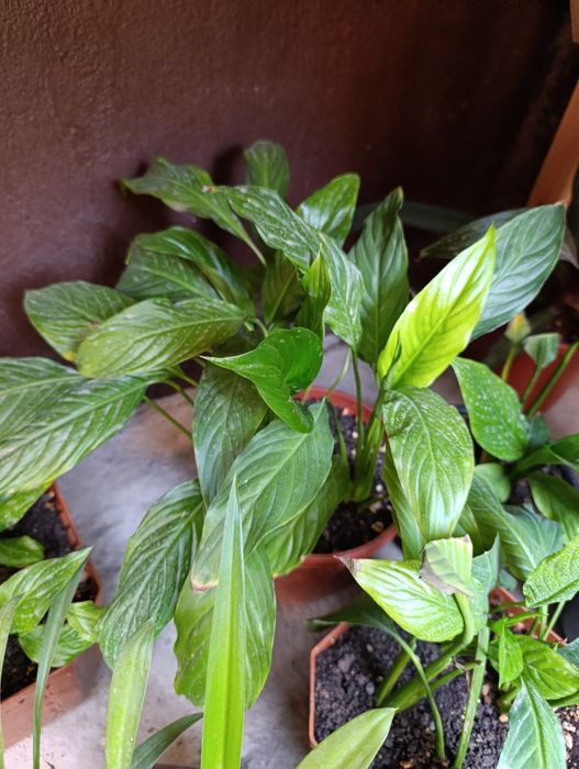 Комнатный садовый  цветы хона гуллари