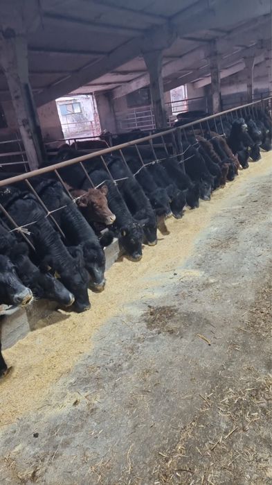 Vand 55 vitei angus cu o greutate medie de 220-230 kg