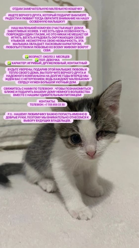 котенок