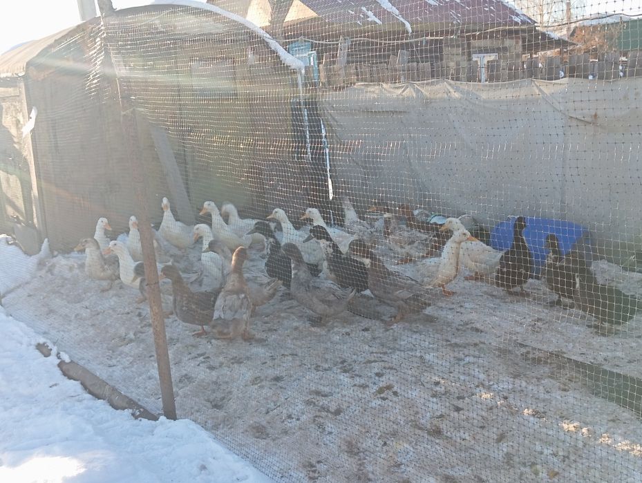 Продам уток - молодок