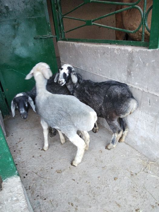 Ургашы козылар бар