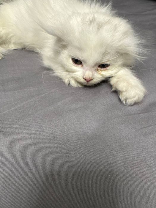 Кошка Мушук Пшак