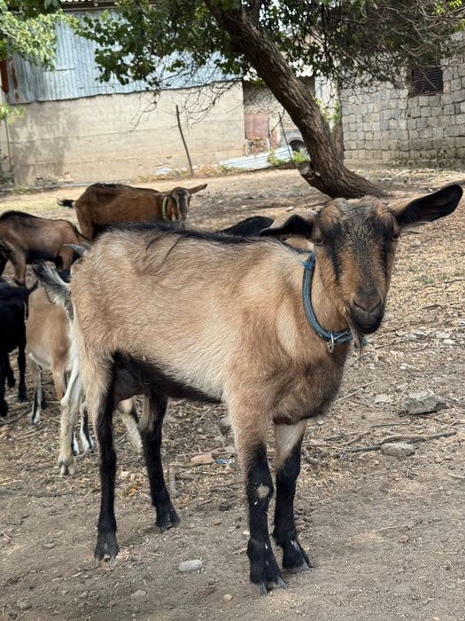 Алписки сауынды ешкілер сатылады