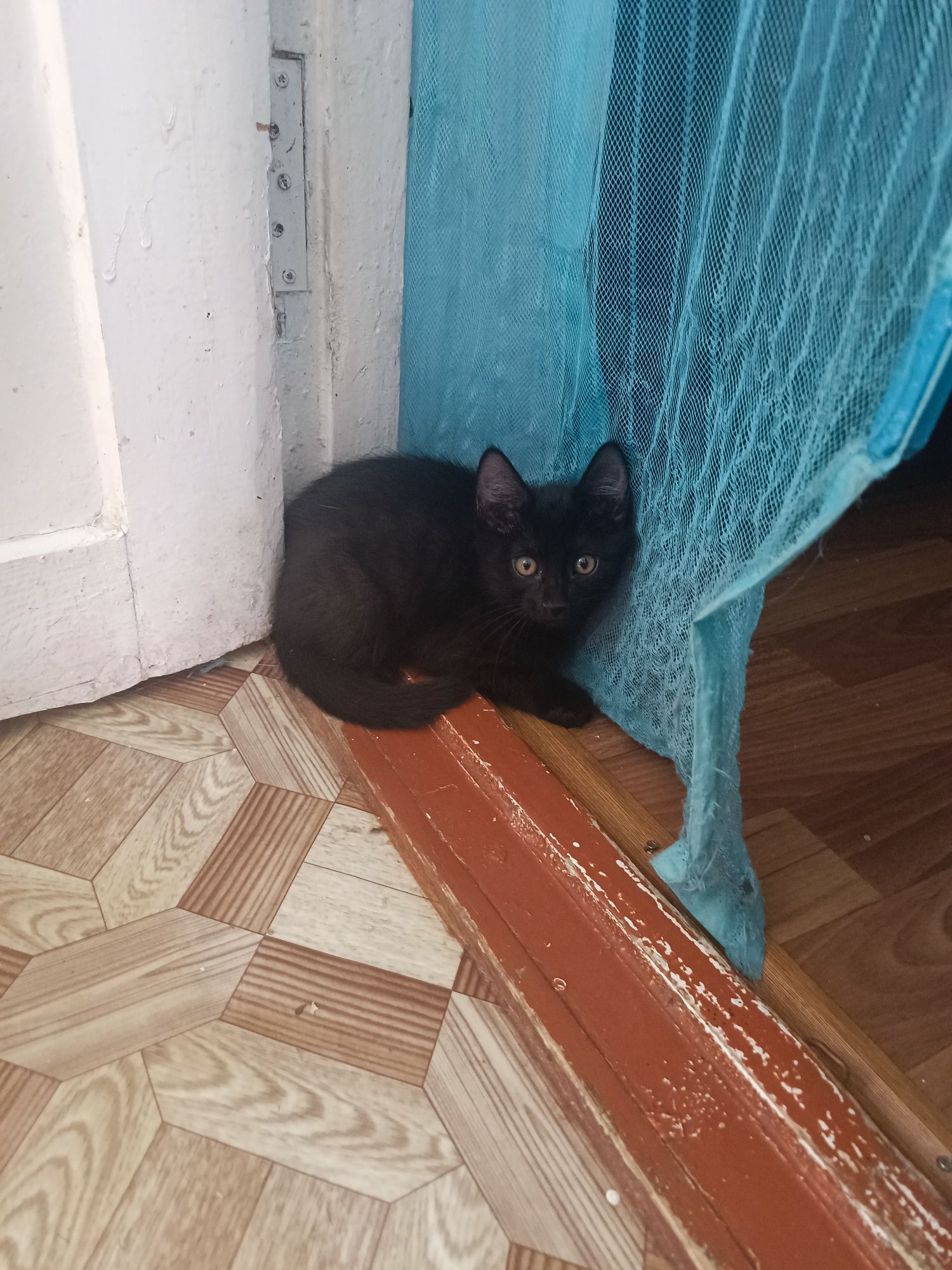 Котята домашние два месяца