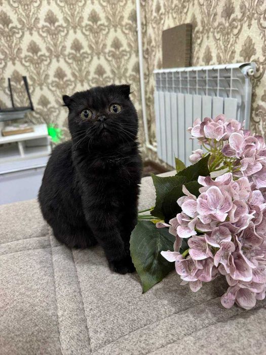 Бтинский фолд девчулька  к латку причина кушает все