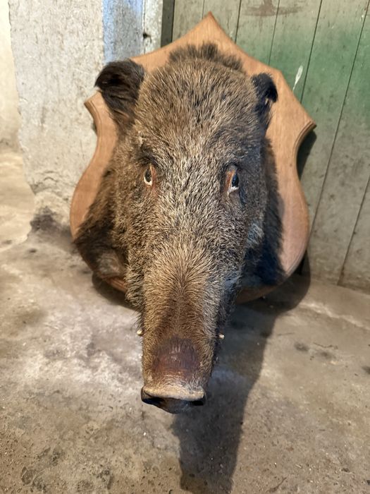 Продавам препарирано диво прасе