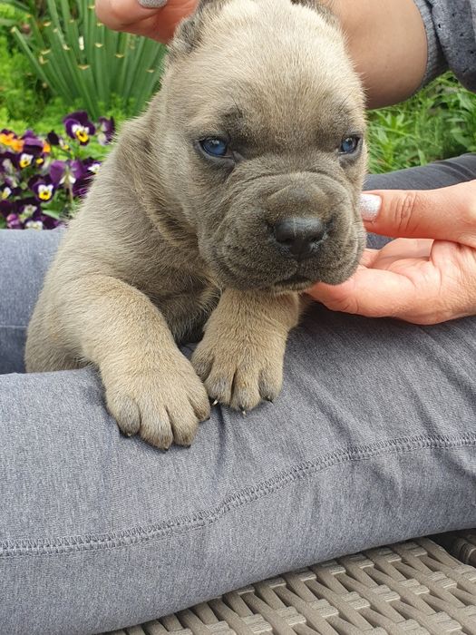 Cane Corso disponibil