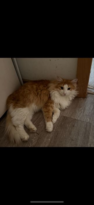 Отдам хорошие руки, кот