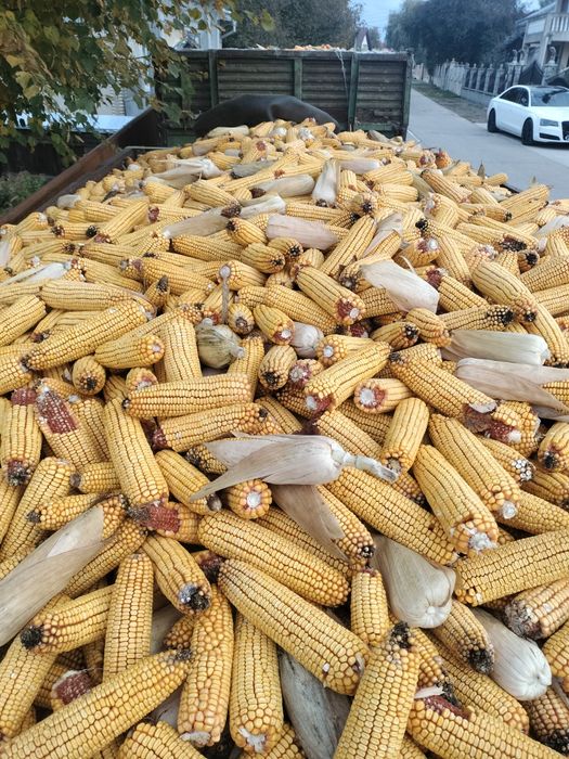 De vânzare porumb stiuleti