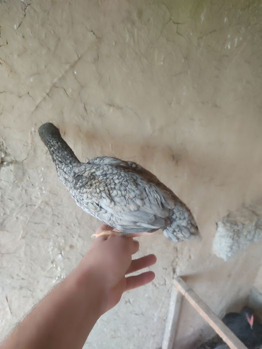 1 ta ko shamo xoʻroz 2 ta tovuq va 1 ta serama xoʻroz