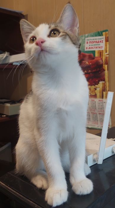 Котёнок в добрые руки