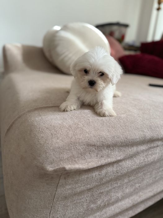 Baietel bichon maltez toy